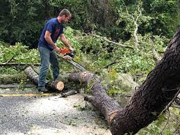 Window Rock, AZ  Tree Services Company