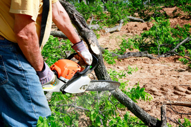 Tree and Shrub Care in Window Rock, AZ